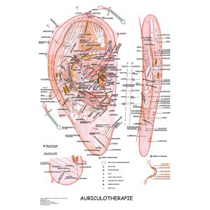 Vydavatelství Poznání Anatomická mapa - Aurikuloterapie
