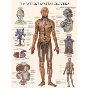 Vydavatelství Poznání Anatomická mapa - Lymfatický systém člověka