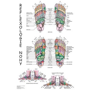 Vydavatelství Poznání Anatomická mapa - Reflexologie nohy