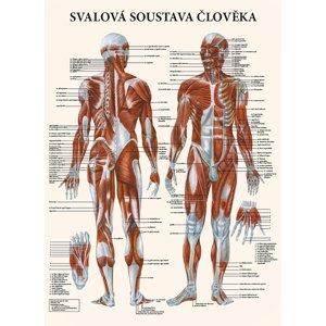 Vydavatelství Poznání Anatomická mapa - Svalová soustava člověka