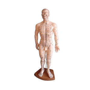 AcuPrime Model Meridián v lidském těle Velikost: 50 cm, Provedení: Pánský model