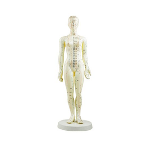 AcuPrime Model Meridián v lidském těle Velikost: 48 cm, Provedení: Ženský model