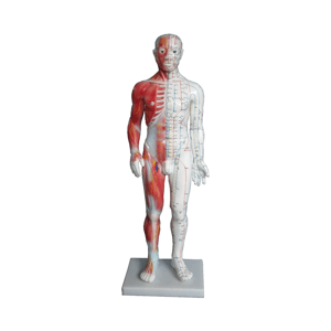 AcuPrime Model Meridián svalů a  lidského těla
